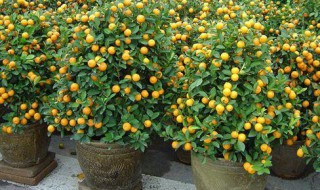 盆栽金桔不发新芽怎么办? 盆栽金桔不发新芽怎么办
