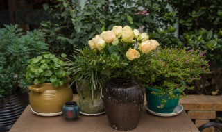 咖啡兰的养殖方法和注意事项? 咖啡兰的养殖方法和注意事项