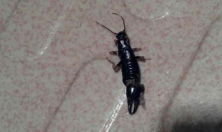 水虫怎么消灭（如何消灭水虫）