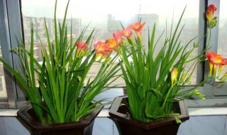 香雪兰花谢了怎么处理?（香雪兰花谢了怎么处理好）