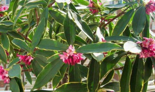 金边瑞香怎么养才能更旺盛?（金边瑞香怎么养才能更旺盛视频）