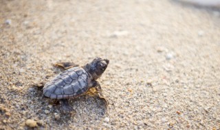 草龟怎么养才好?（草龟怎么养才好看）