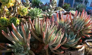 爱杜丽丝多肉怎么养? 爱杜丽丝多肉怎么养