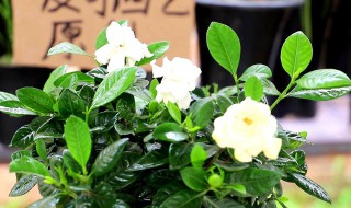 带花苞栀子花刚买回来怎么养?（带花苞栀子花刚买回来怎么养护）