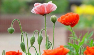 虞美人鲜切花怎么养? 虞美人鲜花怎么养护