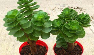 金钱木怎么养才茂盛多头?（金钱树怎么养才茂盛多头）