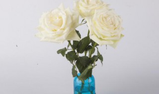 玫瑰花插花瓶怎么养的长久? 玫瑰花插花瓶怎么养的长久一点
