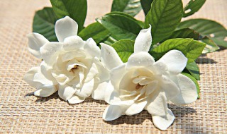 怎么让花保持新鲜? 怎么让花保持新鲜不凋谢