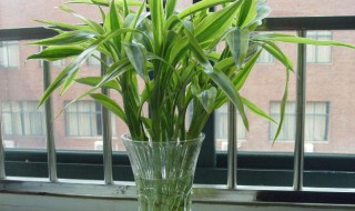 富贵竹怎么水养才旺盛? 转运富贵竹怎么水养才旺盛