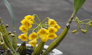 鼓槌石斛怎么养才开花? 鼓槌石斛怎样才能开花