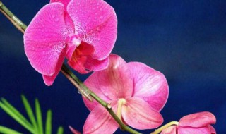 蝴蝶兰二次开花怎么养?（蝴蝶兰二次开花怎么养护）