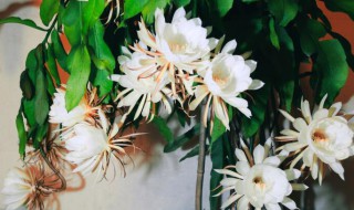 昙花如何养护才开花? 昙花如何养护才开花快