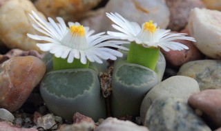 石生花如何养活? 石生花如何养活视频