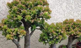 吸财树怎么养成老桩? 吸财树怎么养成老桩盆栽