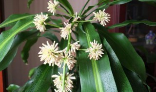 巴西木开花后怎么处理?（巴西木开花后怎么处理）