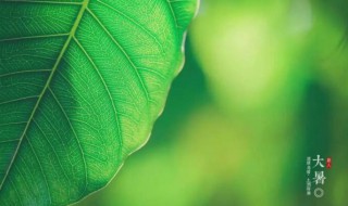 2021年大暑五行穿衣指南（2021年大暑的天气）