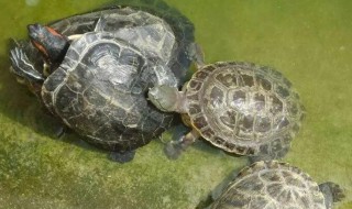 新手养龟怎么入门?（新手养龟怎么入门视频）