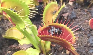 捕蝇草怎么养不易死?（捕蝇草很难养）