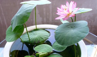 睡莲怎么水养? 怎样水养睡莲