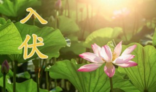 入伏2021年从哪一天开始 2021年入伏从哪天开始到哪天结束