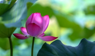 2021年7月几号入伏（2021年7月几号入伏图片）