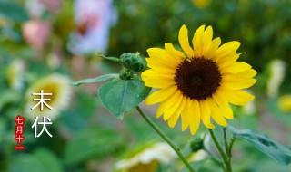 入伏2021年多少天 2021年入伏的具体时间