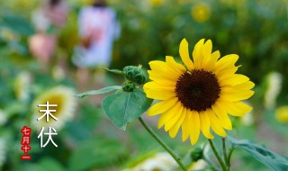 哪天入伏2021年头伏（哪天入伏2021年头伏第一天）