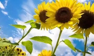 2021入伏从哪天算起 入伏从哪天算起到哪天结束2021