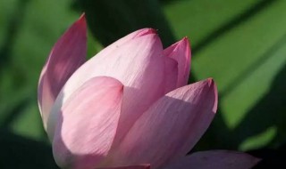 什么时候开始入伏天 什么时候入伏天?