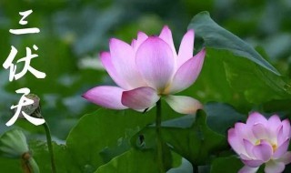 2021年入伏是几月几号 2021年入伏是几月几号?