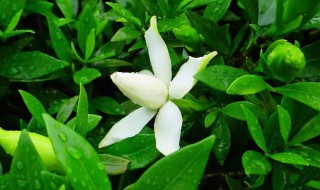 栀子花苞没开就掉了怎么办?（栀子花刚有花苞就掉）