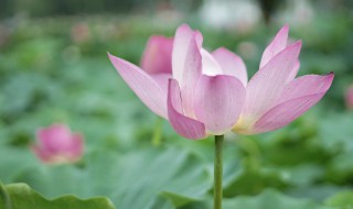 什么时候入伏2021 什么时候入伏2021几点