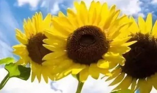 入伏2021多少天（入伏2021具体时间）