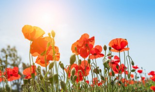 大暑开什么花 小暑开什么花