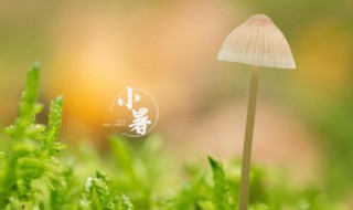 2021小暑有几天 2021小暑具体时间