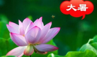 2021年大暑农历什么时候 2021年大暑是几月几日日几点