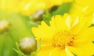 几号初伏第一天二伏多少天 几号初伏第一天二伏多少天啊