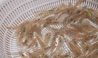 小米虾怎么养不会死? 养的米虾死了要拿出来