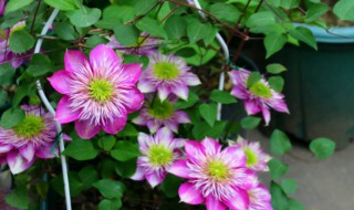 买回来的铁线莲小苗怎么养护? 网购铁线莲小苗如何换盆