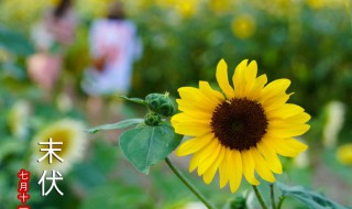 初伏到中伏多少天2021 初伏到中伏多少天