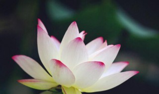 2021年大暑几点几分 2021年大暑是几点几分