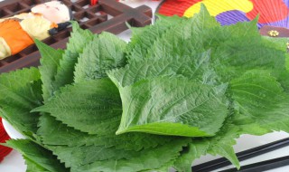 苏子叶我们中国叫什么（苏子叶在中国叫什么）