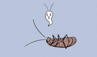 蟑螂是昆虫吗（蜘蛛蟑螂是昆虫吗）