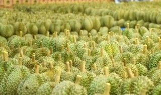 中国的榴莲之乡在哪里（榴莲之乡在哪里啊）