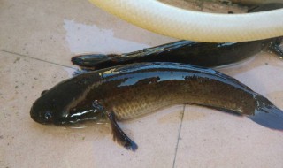 黑鱼是发物吗 黑鱼是发物吗?皮肤感染能吃吗?