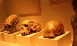 中国四大国宝（中国四大国宝动物有哪些）