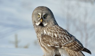 猫头鹰的美称 猫头鹰的美称的由来