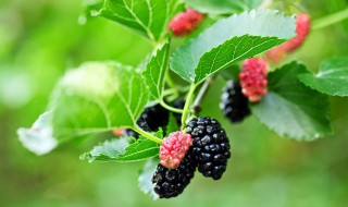 胚泡是什么（胚泡是什么样子的）