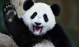 我国四大国宝动物是指（我国的四大国宝级动物是）