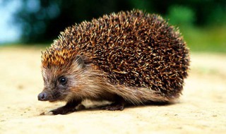 刺猬是益虫还是害虫 刺猬是益虫还是害虫呢
